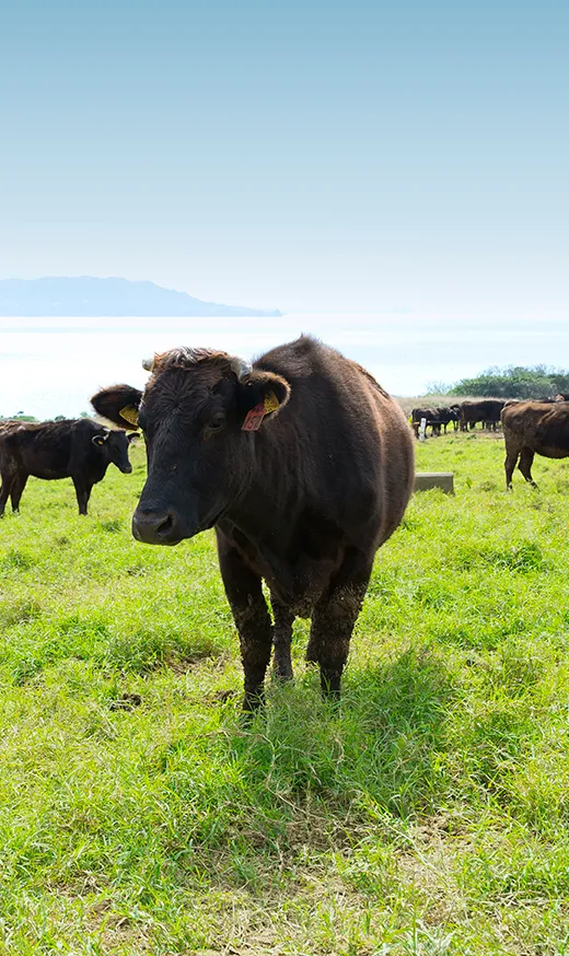 Bò Wagyu Nhật Bản trên đồng cỏ xanh / Japanese Wagyu cattle in a green pasture